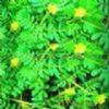 Tribulus Terrestris P. E